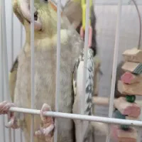 فروش 8عددعروس هلندی  مولد و همراه با جوجه|پرنده|تهران, شهرک طالقانی|دیوار