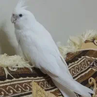 عروس هلندی گم شده