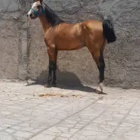 نریان دره شوری کره سالار ۲