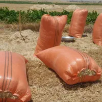 کاه تحویلی اطراف کرج و تهران و شمال|لوازم جانبی حیوانات|هشتگرد, شهرک ریحانه|دیوار