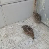 بلدرچین|پرنده|کرج, کلاک نو|دیوار