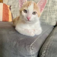 واگذاری گربه