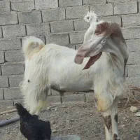 نربز  پاکستانی درجه یک|حیوانات مزرعه|بردسکن, |دیوار