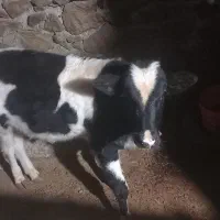 گاو و گوساله