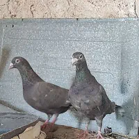 جفت پلاکی سرور شکلاتی و ماده لویی با یک موقلوف|پرنده|کازرون, |دیوار