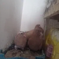 جوجه زرد تازه دان خورفروشی