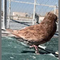 کوهی یا سرور یا هفت رنگ‌ زرد