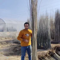 فروش نهال صنوبر تضمینی