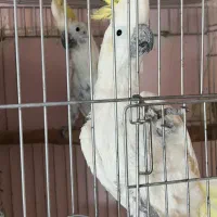 جفت مولد کاکادو