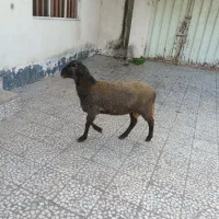 گوسفند بره نر