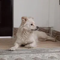 سگ پامر آشپیز ماده پاکوتاه