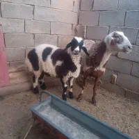 یک عدد میش بره نر|حیوانات مزرعه|قائن, |دیوار