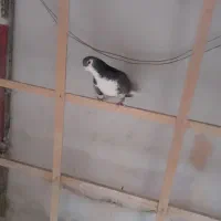 نر مخملی تادم