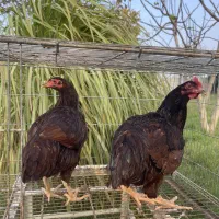 مرغ وخروس نژاد رد آیلند اصل|حیوانات مزرعه|سرخه حصار, |دیوار