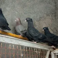 کبوتر|پرنده|شوشتر, |دیوار