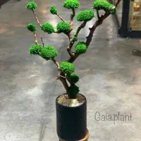 درخت جاودان بنسای دیوار خزه ای صخره|گل و گیاه طبیعی|تهران, اکباتان|دیوار