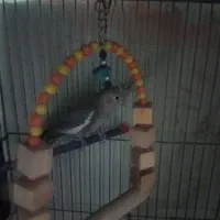 عروس هلندی نر|پرنده|پاکدشت, پاکدشت (مامازند)|دیوار