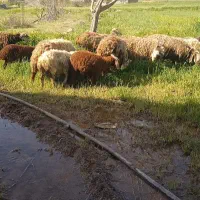 15 راس گوسفند جوان بابره شیر مست