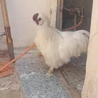 مرغ ابریشمی زیبا|حیوانات مزرعه|بانه, |دیوار