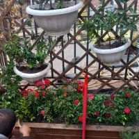 خدمات باغبانی باغچه کاری گل کاری تمام نقاط تهران|خدمات باغبانی و درختکاری|تهران, سعادتآباد|دیوار