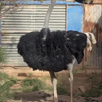 شترمرغ مولد نر ۴سال تخمی وگوشتی