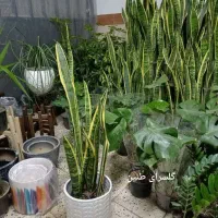 گل سانسوریا مناسب هدیه