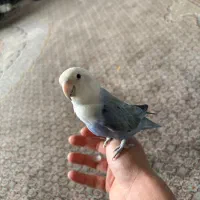 طوطی برزیلی نر دستی