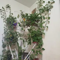 نیازمند منزل ویلایی درشهر مجلسی