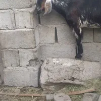 باسلام احترام یک بز ماده|حیوانات مزرعه|قصرقند, |دیوار