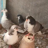 یه جفت جوجه دمگیر مفلق با پدر و مادرش