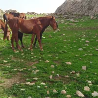 مادیون عشایری|اسب و تجهیزات اسبسواری|ایذه, |دیوار