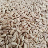 گندم سفید مختص گندم شیر