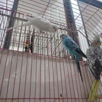 یک جفت مرغ عشق واقع در اسکو سهند|پرنده|سهند, |دیوار