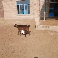 بزشیری جوان