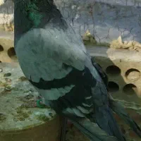 کفتر سبز پرشی نر حسابی|پرنده|قم, دروازه ری|دیوار