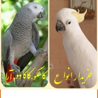 انواع طوطی کاسکو کاکادو آرا شاه طوطی