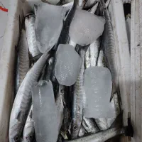 اردک ماهی قشم  باراکودا