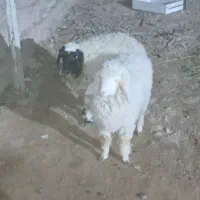 دو عدد بره ماده . گوسفند
