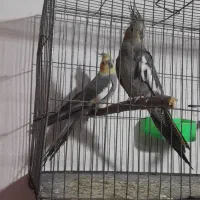 عروس هلندی|پرنده|تربت جام, معدآباد|دیوار