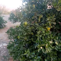 فروش یک قطعه باغ مرکبات|فروش زمین و ملک کلنگی|جنت, |دیوار