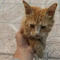 گربه پشمالو