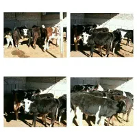 مرکز پخش و فروش گوساله|حیوانات مزرعه|ایلام, |دیوار