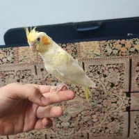 عروس کاملا دستی|پرنده|کاشان, زیدی|دیوار