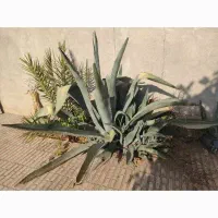 کاکتوس، آگاو غولپیکر