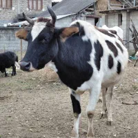 گاو دورگ محلی ۸ ماه شکم ۲ راس|حیوانات مزرعه|رشت, استادسرا|دیوار