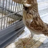 س ه ر   دهن هزار ولر وکلام بالا