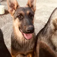 واگزاری ژرمن نر