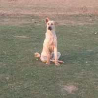 سرابی قیمت ۵میلیون