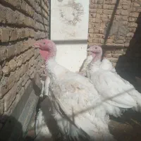 بوقلمون گوشتی|حیوانات مزرعه|تربتحیدریه, پایانه مسافربری تربت حیدریه|دیوار