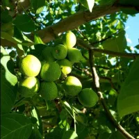 نهالستان تولید و پخش تمامی نهال درجه یک